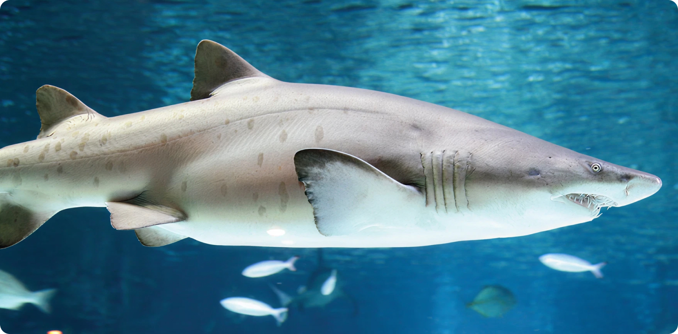 장 당시 카리브해, 태평양, 인도양에서 747 전세 항공기로 삼성동까지 이사 온 상어