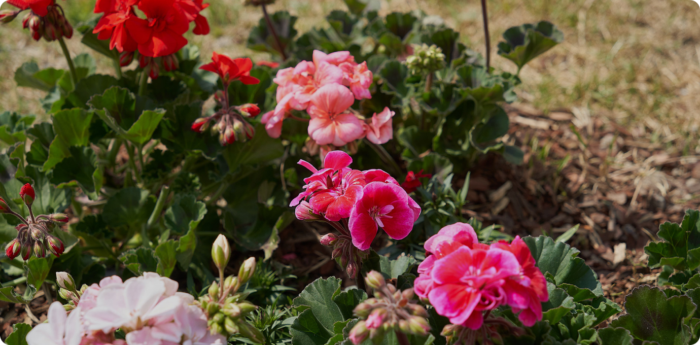 스타가든 옥상정원 꽃