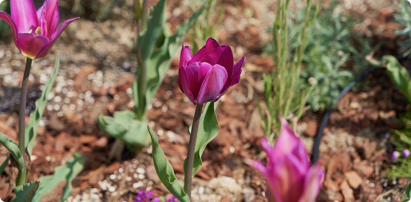 스타가든 옥상정원 꽃