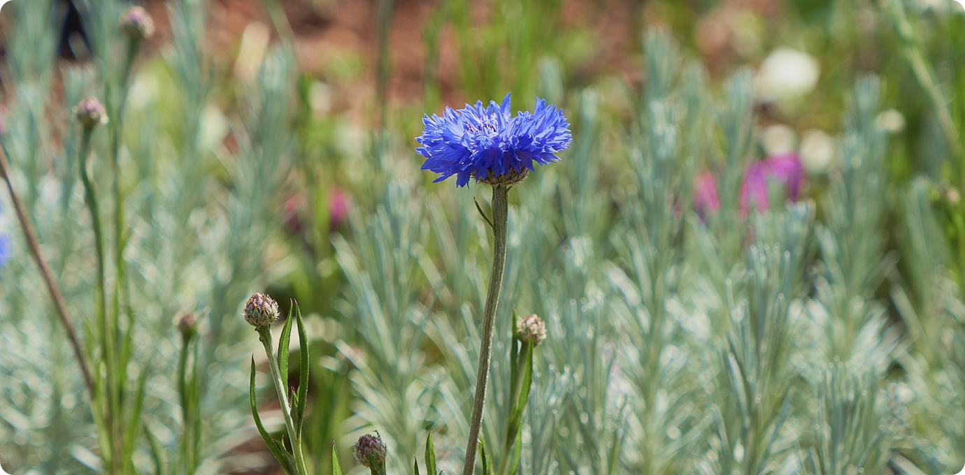 스타가든 옥상정원 꽃
